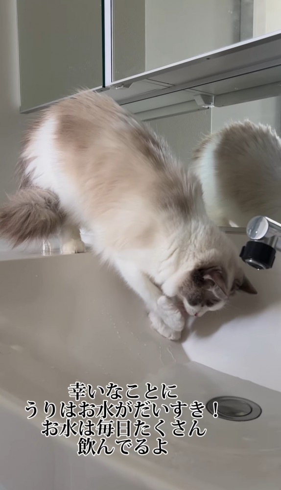 洗面台の水にじゃれる猫