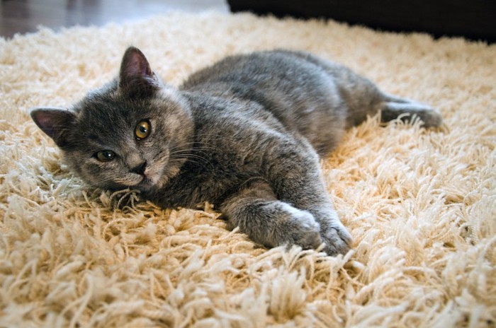 毛足の長いカーペットの上でくつろぐ猫