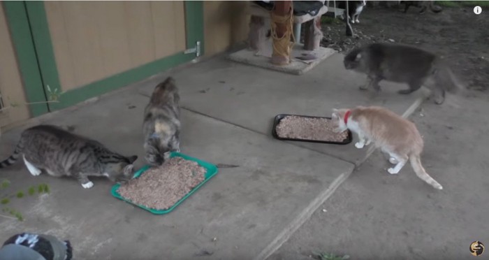 外で食事中の複数の猫