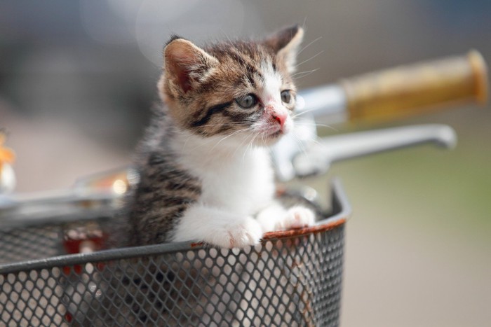 自転車のかごに乗る猫