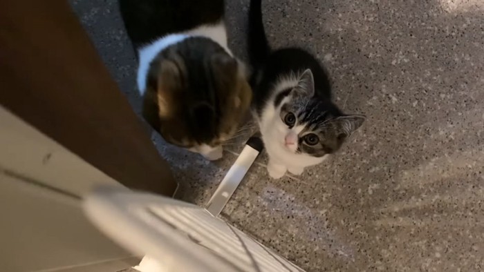 見上げる子猫と横に立つ成猫