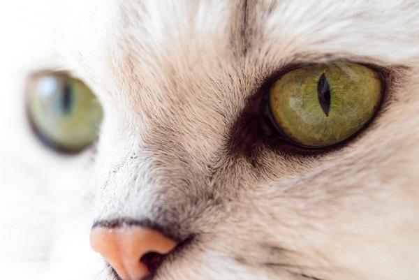 白猫の目