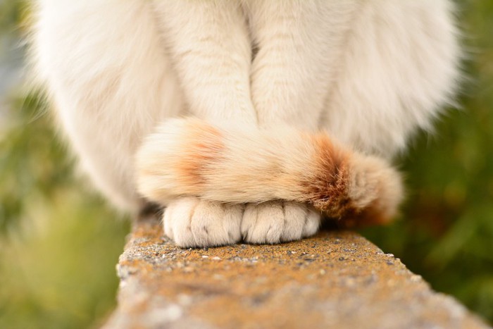 足に巻きついている白猫の尻尾アップ