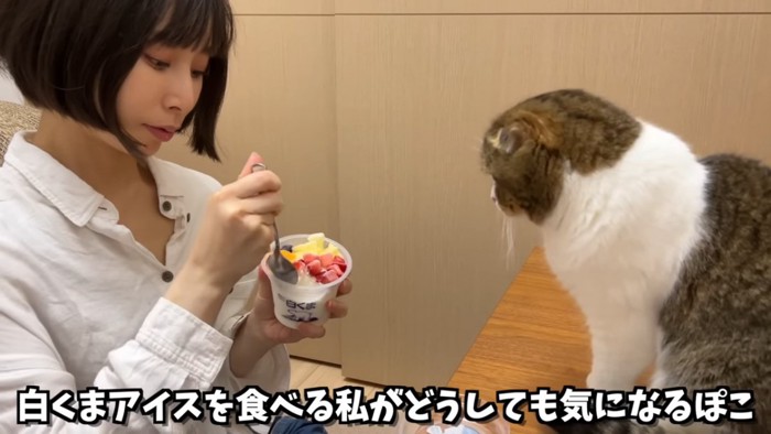 アイスを食べる人と座る猫