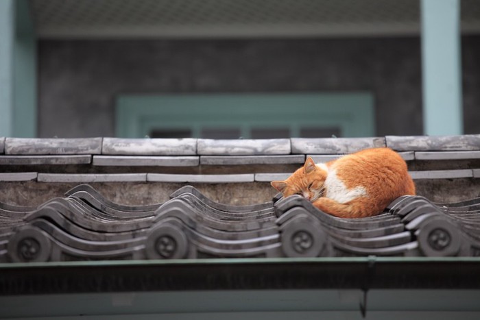 家の屋根の上で眠る猫