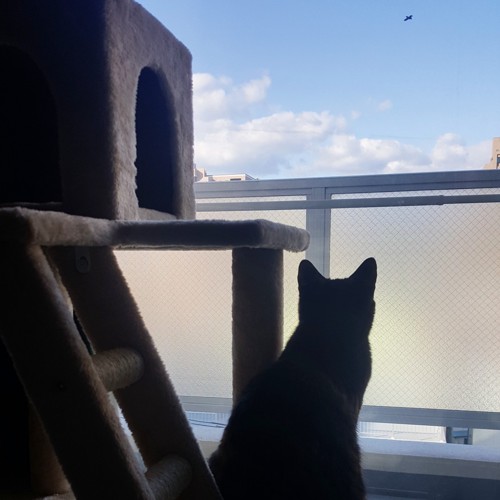 キャットタワーから空を見る猫