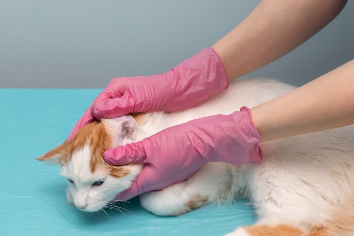 獣医で治療を受ける茶白猫