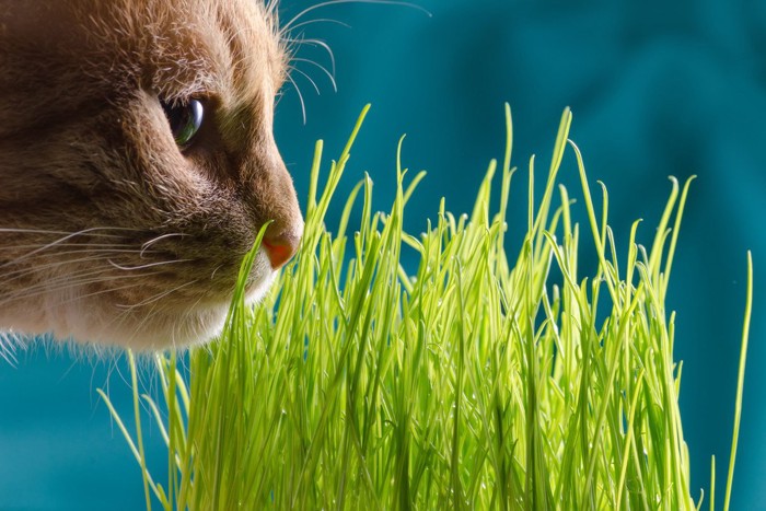 猫草を嗅ぐ猫