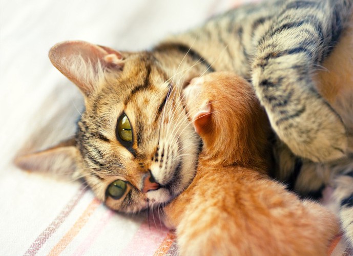 母猫の首元で寝ている仔猫と抱いている母猫