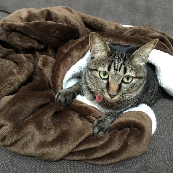 猫のあるある行動：毛布の一部に