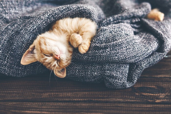 毛布にくるまって眠る子猫