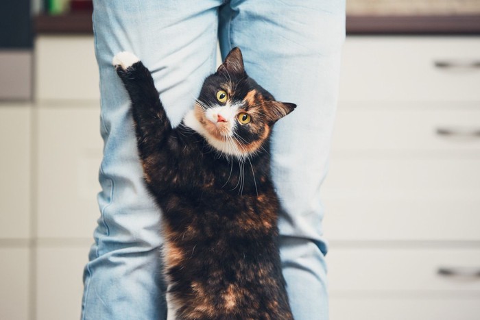 足にしがみつく猫