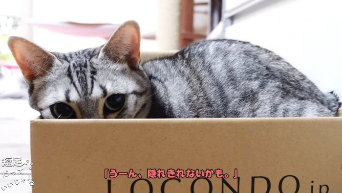 箱から顔が見えている猫