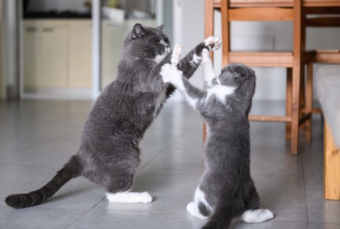 立ち上がって喧嘩をしている二匹の猫