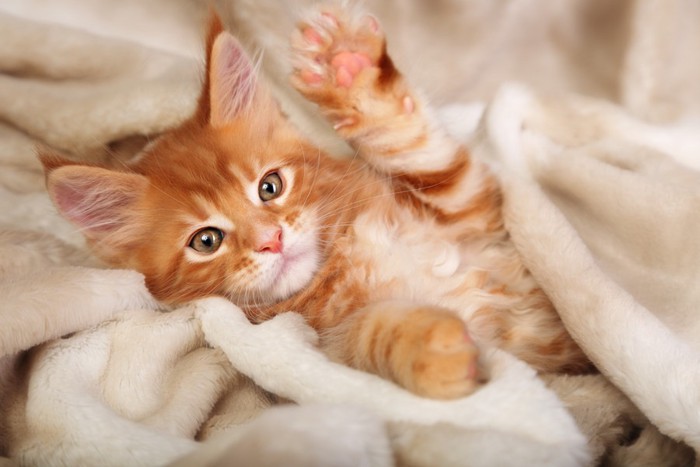 毛布に入っている子猫