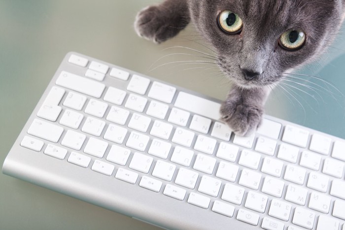 パソコンのキーボードに手を置く猫