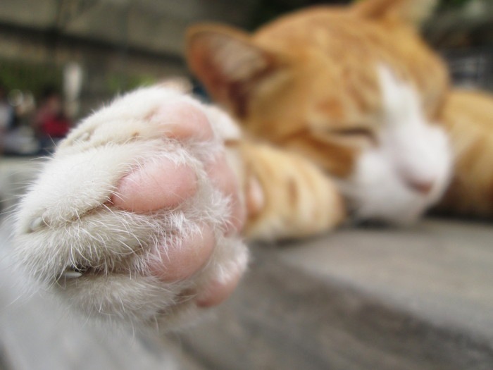 眠る猫の足の写真