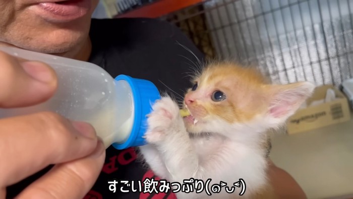 哺乳瓶を持ってミルクを飲む子猫
