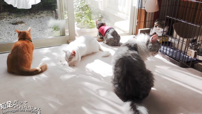 窓の前に集まる5匹の猫