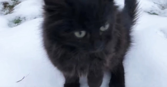 雪の中に黒い子猫