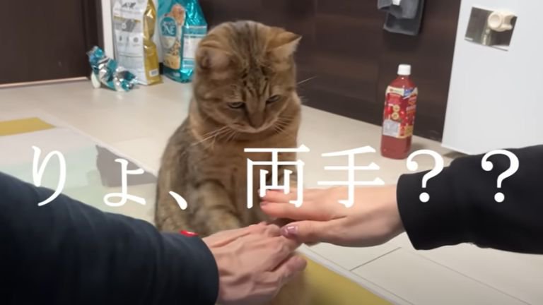 飼い主の手に両手を乗せている猫