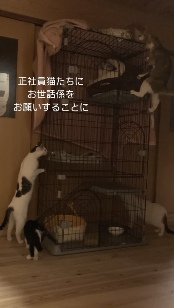 柵に登る猫たち