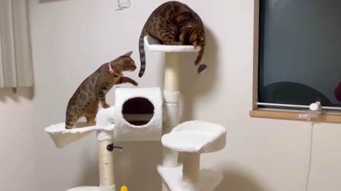 キャットタワーで遊ぶ2匹の猫