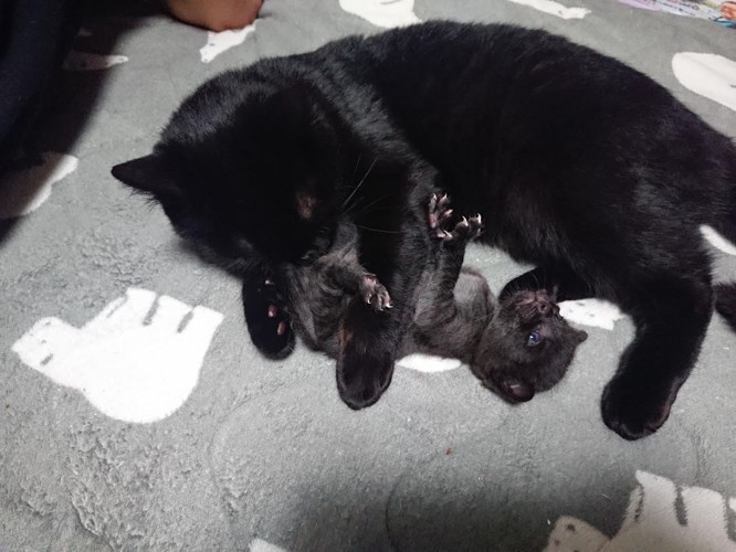 黒猫大、小2
