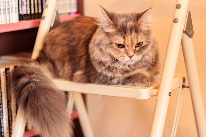 椅子の上の不満げな猫