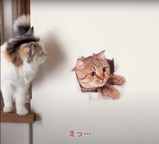 壁の絵を見つめる猫