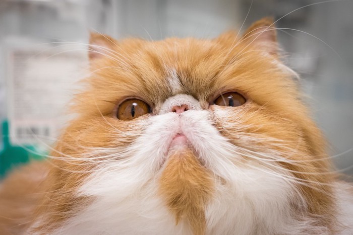 真剣な表情の猫の顔アップ