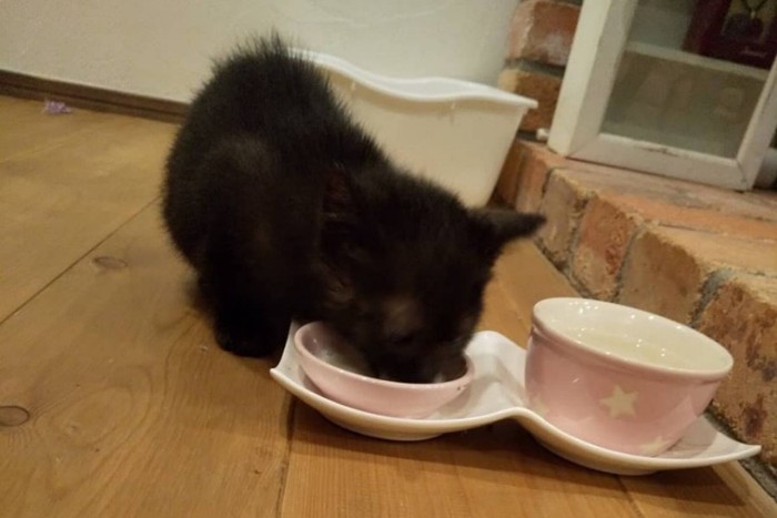 ご飯を食べる黒猫