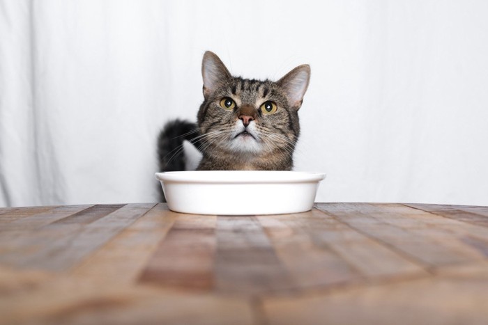 お皿を前に待っている猫