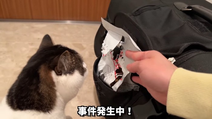 破れたキャットフードの袋を見る猫