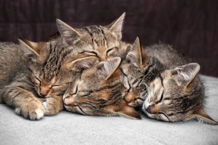 寝ている猫の群れ