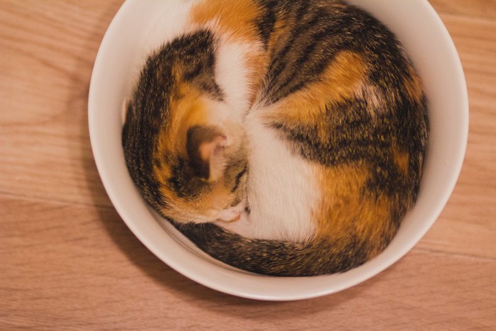 丸い容器に入って寝る猫