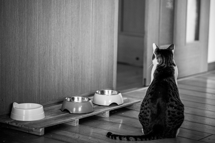 食器の前で座る猫の後ろ姿