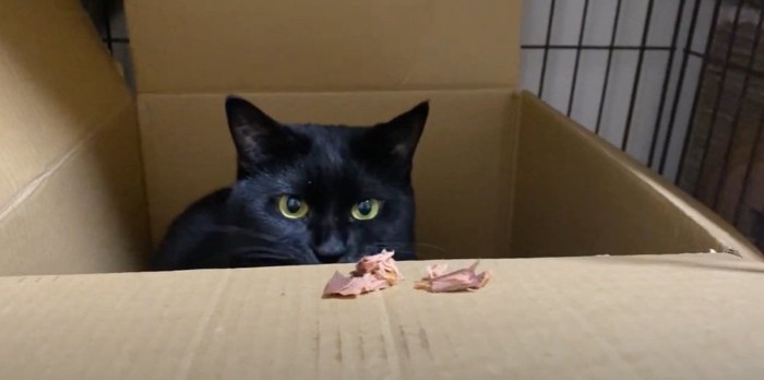 蓋の上のおやつと箱の中の猫