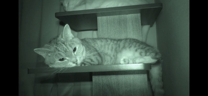 暗闇でカメラ目線の猫