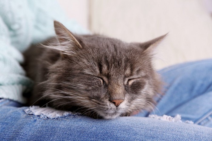 ジーンズをはいた人の膝の上で眠る猫