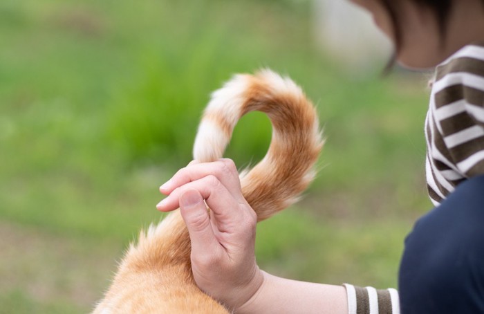 尻尾を手にすりつける猫