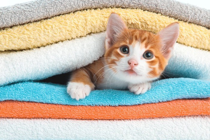 タオルに挟まる猫