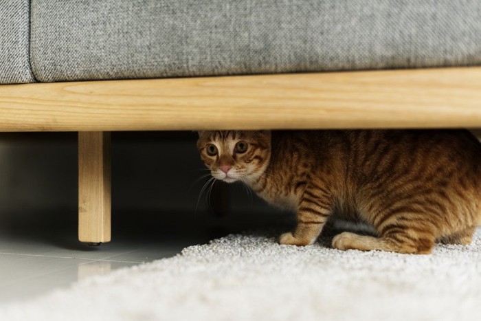ソファーの下に隠れる猫