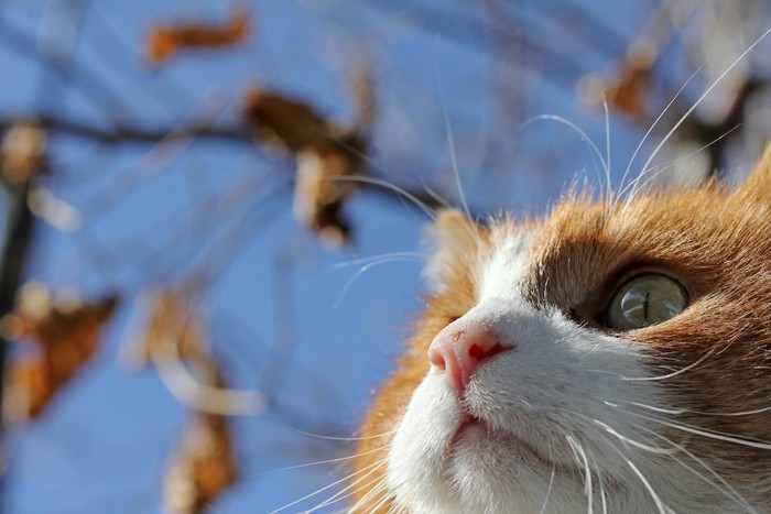 空を見上げる猫の顏アップ