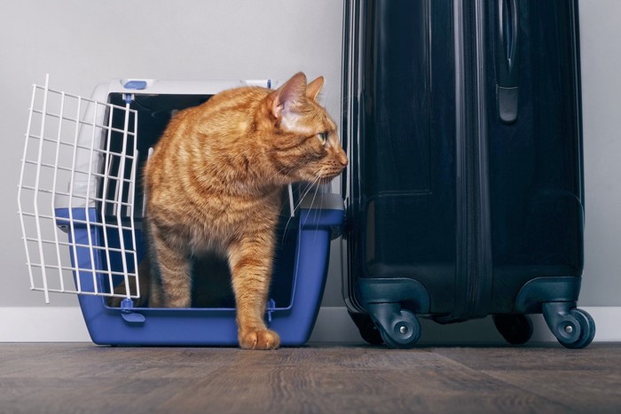 キャリーケースとスーツケースと猫