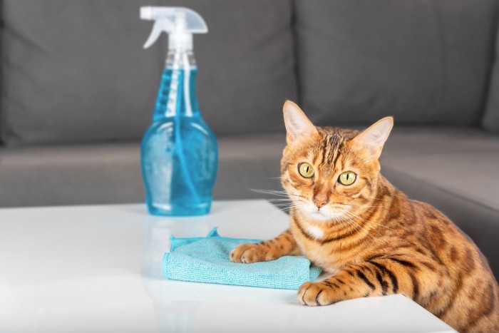 拭き掃除をする猫