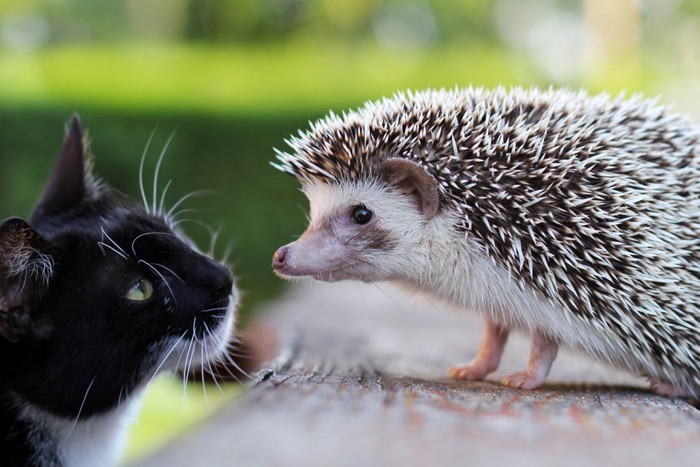 見つめ合う猫とハリネズミ