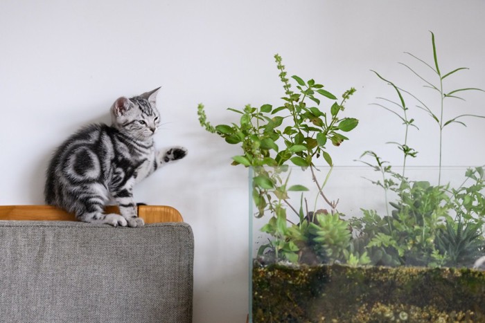 植物に興味を持つ猫