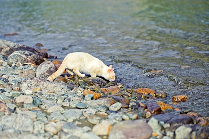 川の水を飲む猫
