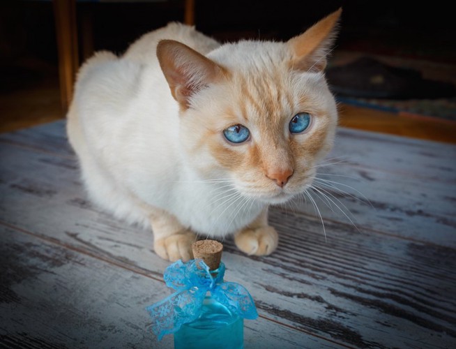 香水の瓶と青い瞳の猫